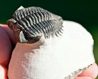 Museum Quality Trilobite Fossil,  Coltraenia oufatenensis from Morocco 2 5