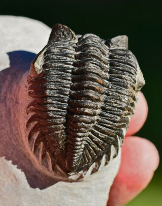 Museum Quality Trilobite Fossil,  Coltraenia oufatenensis from Morocco 2 6