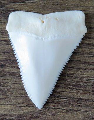 1.  776 " Upper Nature Modern Great White Shark Tooth (teeth)
