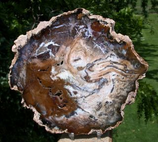Sis: Museum Grade Hubbard Basin Petrified Wood Round - Truly Perfect Specimen