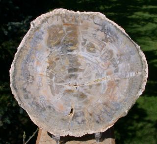 Sis: Curiously Light Colored Polished Argentina Petrified Wood Round