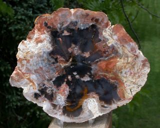 Sis: Black Orange & White Argentina Petrified Wood Round - Polished Agate