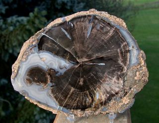 Sis: Incredible 5.  75 " Blue Forest Petrified Wood Round - Gorgeous Knot
