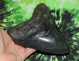 Megalodon Sharks Tooth 5 3/4  inch Fossil Sharks Teeth Tooth 2