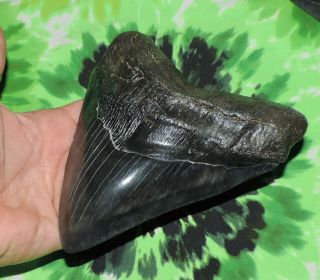 Megalodon Sharks Tooth 5 3/4  inch Fossil Sharks Teeth Tooth 3