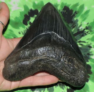 Megalodon Sharks Tooth 5 3/4  inch Fossil Sharks Teeth Tooth 4