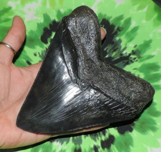 Megalodon Sharks Tooth 5 3/4  inch Fossil Sharks Teeth Tooth 5