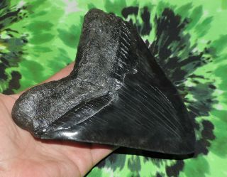Megalodon Sharks Tooth 5 3/4  inch Fossil Sharks Teeth Tooth 6
