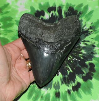 Megalodon Sharks Tooth 5 1/2 