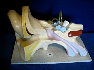 Vintage Nystrom Biological " Life Like Models " Anatomical Ear Model