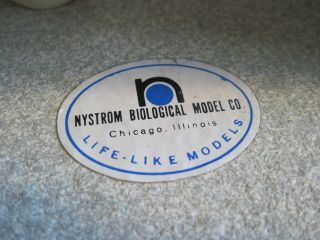 Vintage Nystrom Biological 