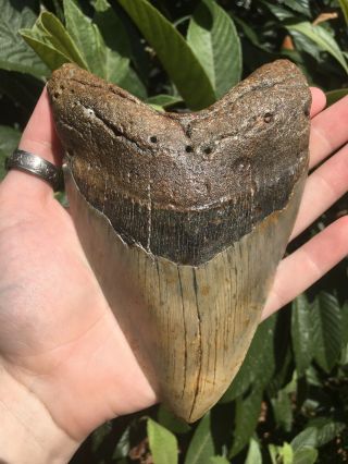 Huge Massive Unique 6.  10” Megalodon Tooth Fossil Shark Teeth Over 1 Pound 11