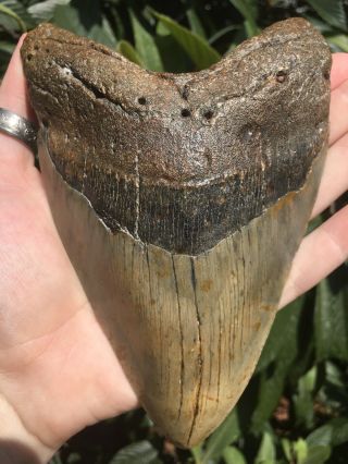 Huge Massive Unique 6.  10” Megalodon Tooth Fossil Shark Teeth Over 1 Pound 12