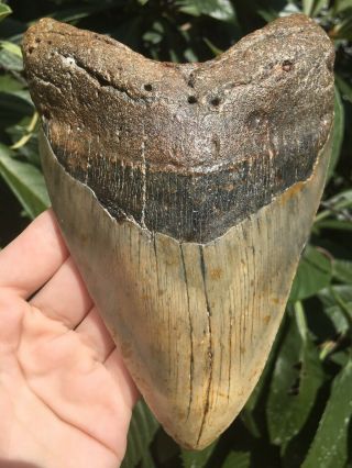 Huge Massive Unique 6.  10” Megalodon Tooth Fossil Shark Teeth Over 1 Pound