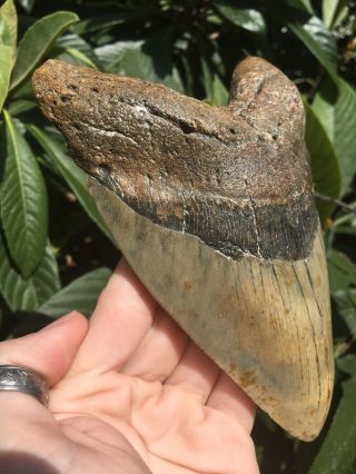 Huge Massive Unique 6.  10” Megalodon Tooth Fossil Shark Teeth Over 1 Pound 2