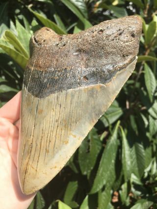 Huge Massive Unique 6.  10” Megalodon Tooth Fossil Shark Teeth Over 1 Pound 3