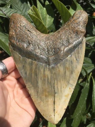 Huge Massive Unique 6.  10” Megalodon Tooth Fossil Shark Teeth Over 1 Pound 4