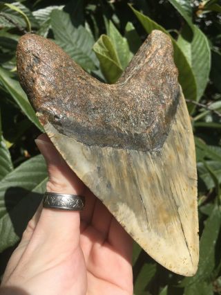 Huge Massive Unique 6.  10” Megalodon Tooth Fossil Shark Teeth Over 1 Pound 5