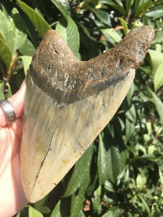 Huge Massive Unique 6.  10” Megalodon Tooth Fossil Shark Teeth Over 1 Pound 6