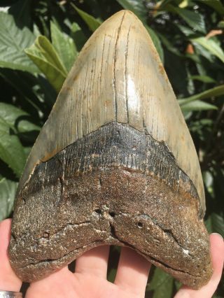 Huge Massive Unique 6.  10” Megalodon Tooth Fossil Shark Teeth Over 1 Pound 7
