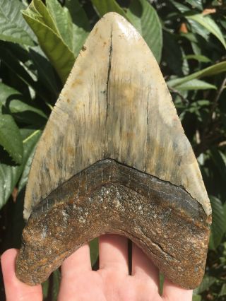 Huge Massive Unique 6.  10” Megalodon Tooth Fossil Shark Teeth Over 1 Pound 8