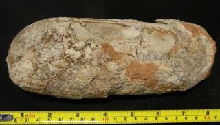 Authentic Big Oval - Shaped Dinosaur Egg Fossil,  Cretaceous Theropod Oviraptor