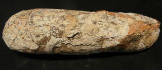 Authentic BIG oval - shaped dinosaur egg fossil,  Cretaceous Theropod Oviraptor 2