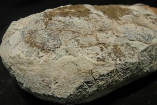 Authentic BIG oval - shaped dinosaur egg fossil,  Cretaceous Theropod Oviraptor 4