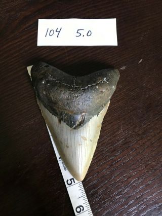 Megalodon Shark Tooth 5.  0 In Real Nc Harvested Fossil Sharks Teeth