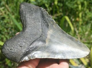 6 1/16 " Fossil Megalodon Shark Tooth Massive Miocene Meg Authentic