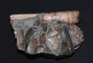 Ammonite Ptychoceras Leparoceras fossil wood Cretaceous Aptian Russia Fossil 2