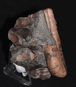 Ammonite Ptychoceras Leparoceras fossil wood Cretaceous Aptian Russia Fossil 4