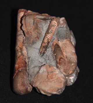 Ammonite Ptychoceras Leparoceras fossil wood Cretaceous Aptian Russia Fossil 5