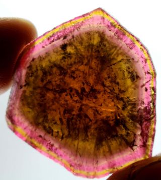 Wow 35 Carats Self Standing Large Size Multi Color Tourmaline Slice @afghanistan