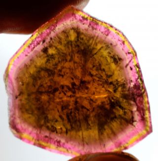 Wow 35 Carats Self Standing Large Size Multi Color Tourmaline Slice @Afghanistan 2