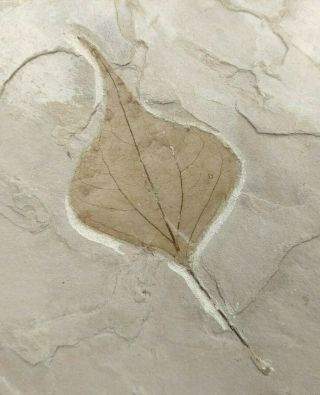 Leaf Fossil Populus Wilmette Green River Formation Bonanza Utah