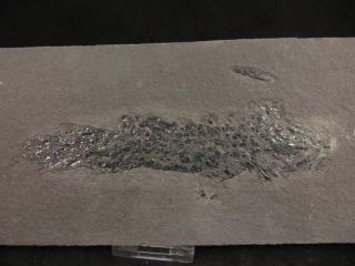 S.  V.  F - Osteolepis Macrolepidotus - Rare Devonian Fish - Scotland