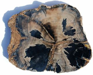 Large,  Polished Wyoming Petrified Wood Round - Dicot