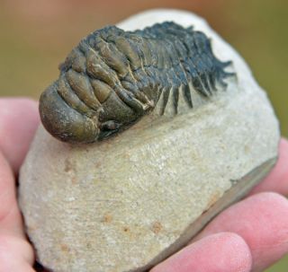 Trilobite Fossil,  Crotalocephalus Gibbus From Morocco