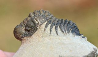 Trilobite Fossil,  Crotalocephalus gibbus from Morocco 2