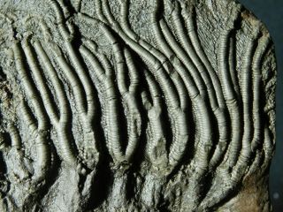 A Big 430 Million Year Old Natural Crinoid Fossil Or Sea Lily Fossil 1444gr E