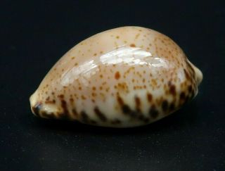Rare Outstanding Cypraea Notocypraea Dennyorum Gem -,  22.  4 Mm Tasmania Seashell