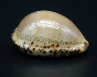 Rare Outstanding Cypraea Notocypraea dennyorum GEM -,  22.  4 mm Tasmania seashell 2