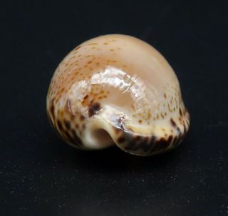 Rare Outstanding Cypraea Notocypraea dennyorum GEM -,  22.  4 mm Tasmania seashell 3