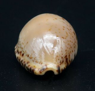 Rare Outstanding Cypraea Notocypraea dennyorum GEM -,  22.  4 mm Tasmania seashell 4