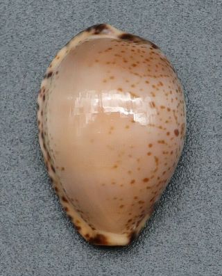 Rare Outstanding Cypraea Notocypraea dennyorum GEM -,  22.  4 mm Tasmania seashell 5