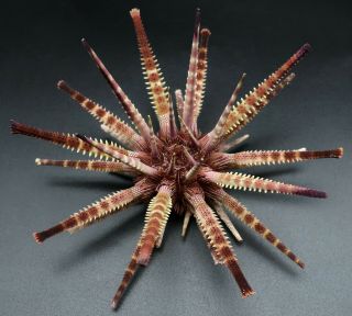 Sensational Prionocidaris Australis 107.  9 Mm Australia Sea Urchin