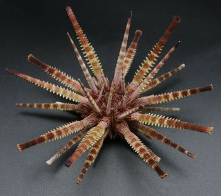 Sensational Prionocidaris australis 107.  9 mm Australia sea urchin 2
