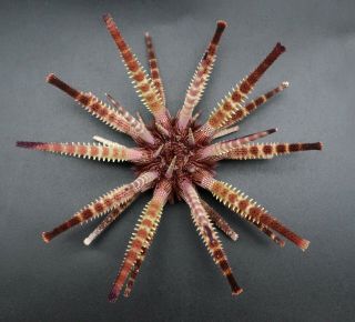 Sensational Prionocidaris australis 107.  9 mm Australia sea urchin 3