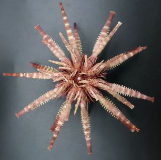 Sensational Prionocidaris australis 107.  9 mm Australia sea urchin 4